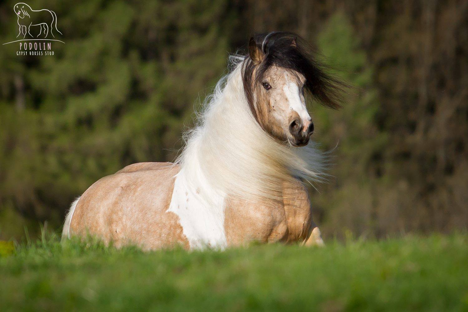 Buckskin Tobiano Gypsy Cob